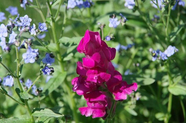 Free Snapdragon Forget-Me-Not photo and picture