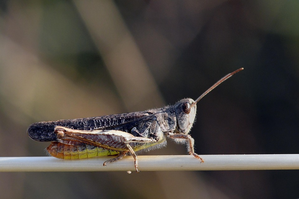 Grasshopper Hay Horse Insect - Free photo on Pixabay