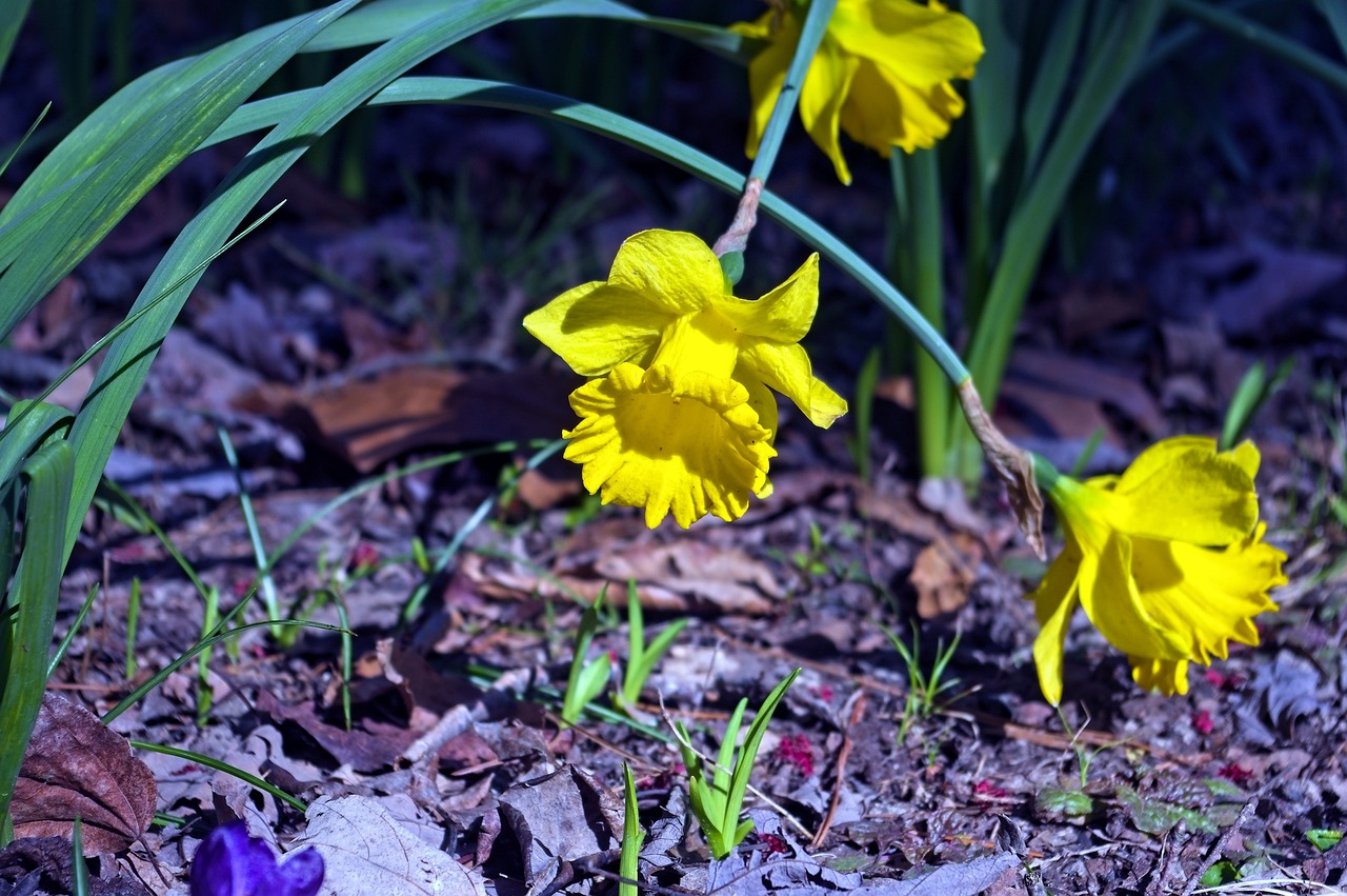 200+ Free Arkansas &amp; Nature Images - Pixabay