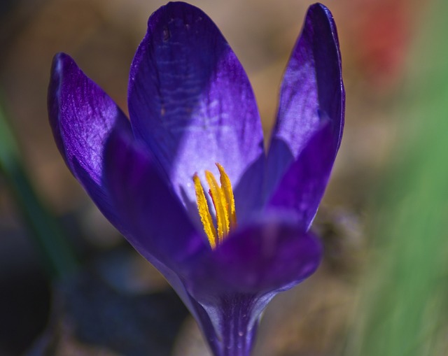 crocus in early ozark spring, crocus, blossom, spring, bloom, beautiful flowers, flower wallpaper, flower, purple, plant, nature, violet, springtime, flower background, flora, garden, spring equinox, bright, bühen, colorful, color