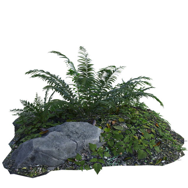 Free tropical plants fern illustration