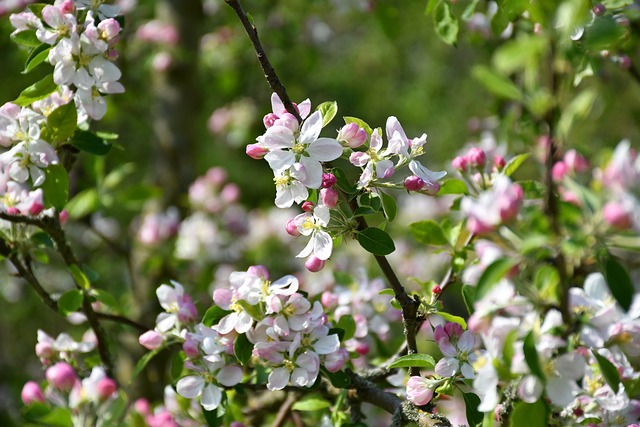 Apfelblüte, Baum, Apfelbaum, Natur