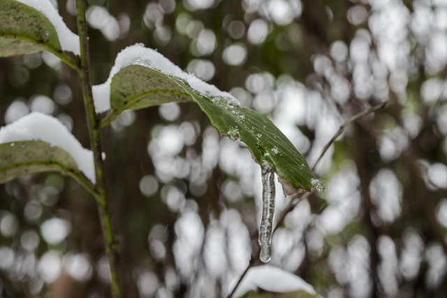Free Nature Snow photo and picture
