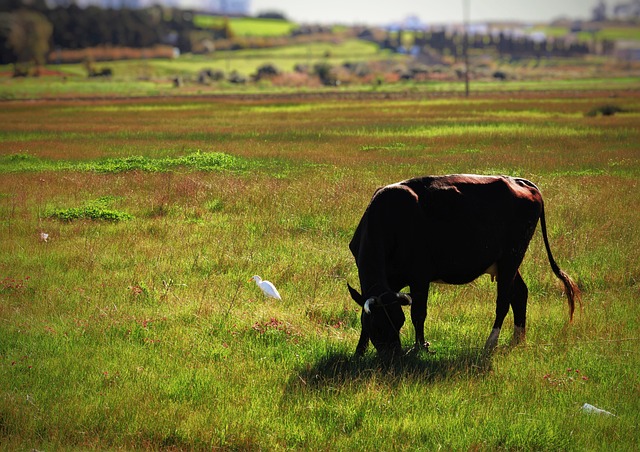 Natur, Twigs, Grass, Weed, Pasture, Kuh