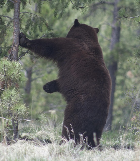Free Black Bear Nature photo and picture