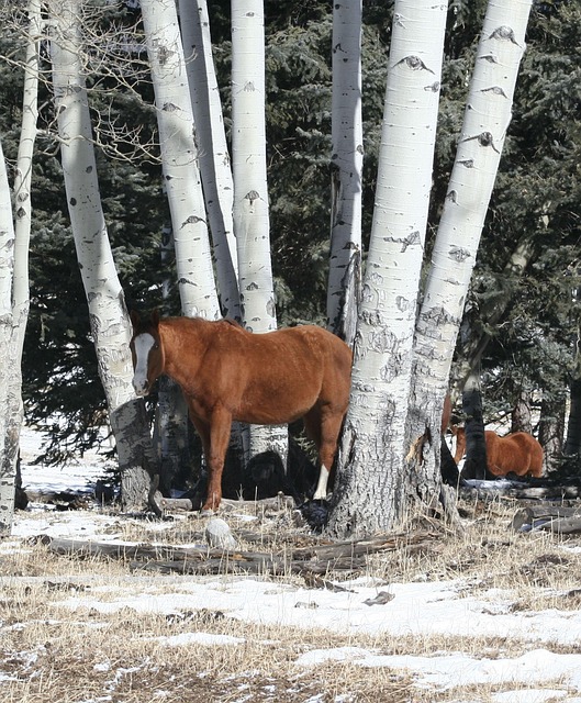 Free Horses Aspen photo and picture
