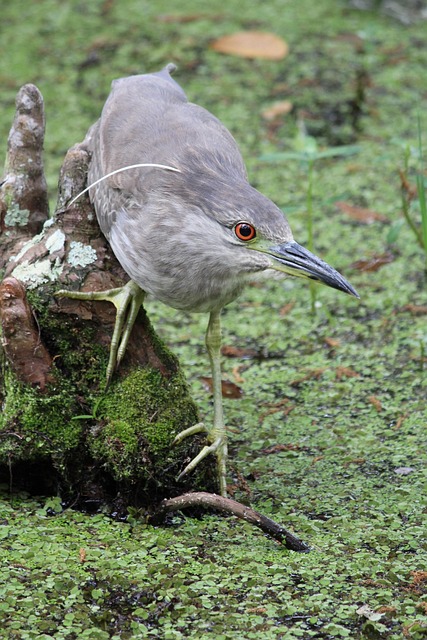 Free Florida Bird photo and picture