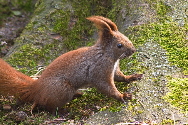 Das Eichhörnchen, Feder, Natur
