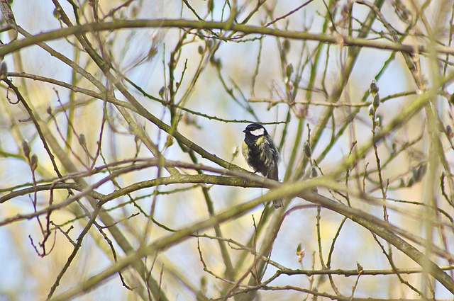 Tit, Natur, Feder, Vogel, Garten, Birdy