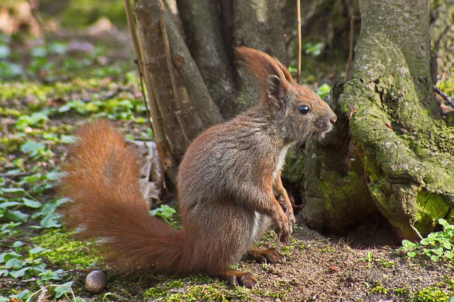Das Eichhörnchen, Feder, Natur