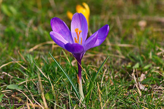 Krokus, Blumen Hintergrund