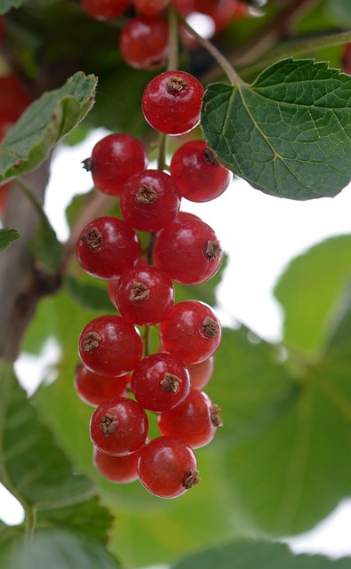 Free Currant Currants photo and picture