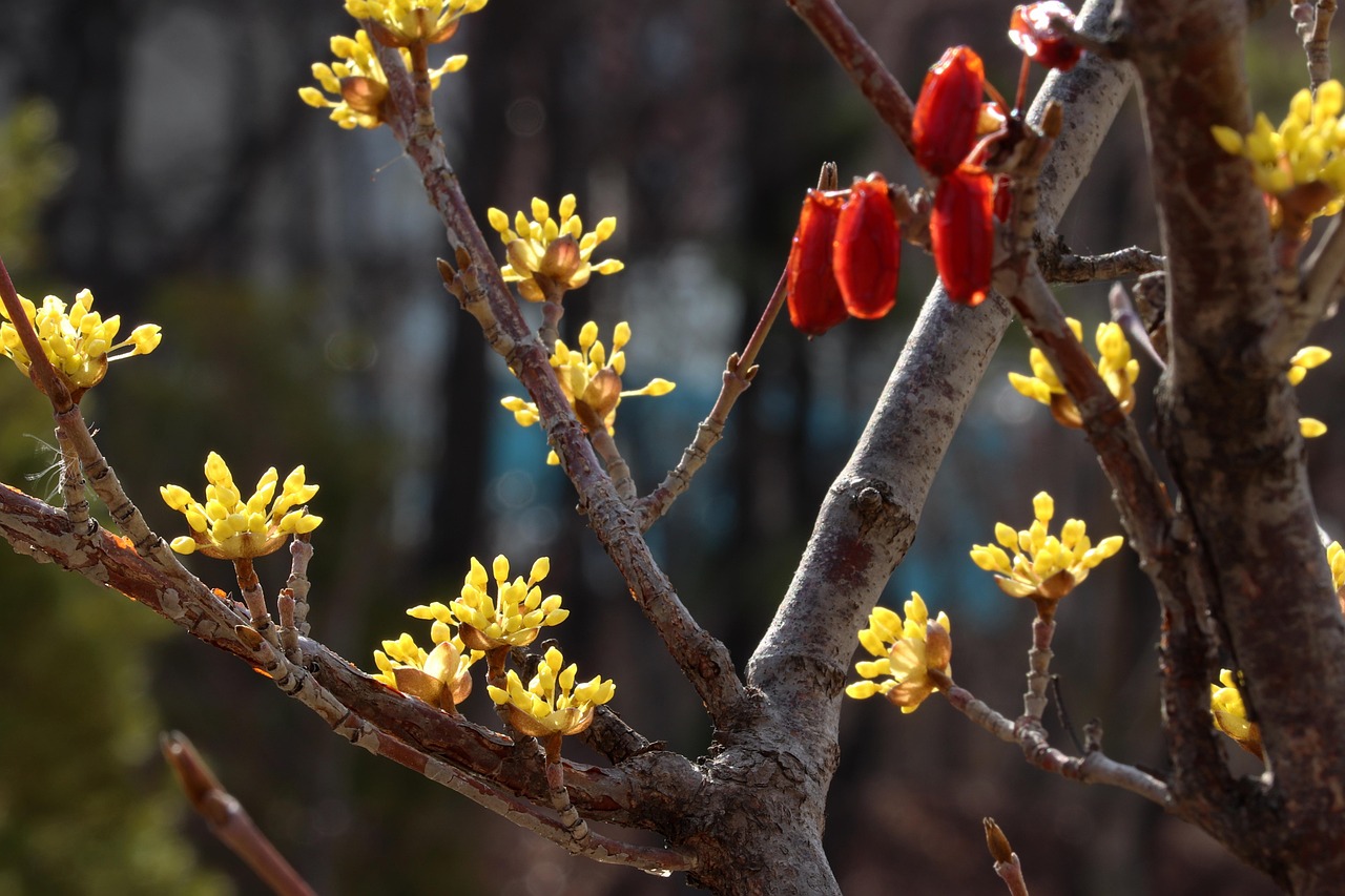 春天 春天的花朵 大自然 - Pixabay上的免费照片 - Pixabay