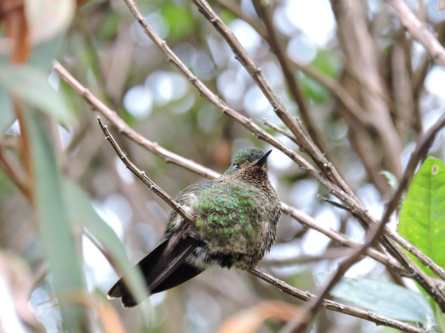 Free Hummingbird At photo and picture