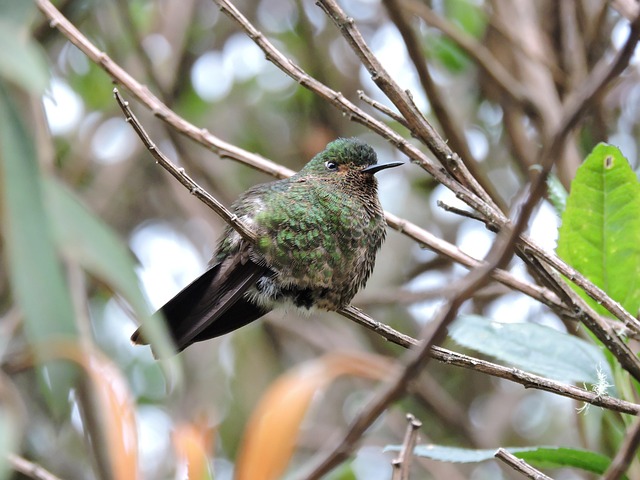 Free Hummingbird At photo and picture