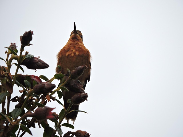 Free Hummingbird At photo and picture