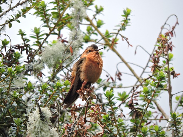 Free Hummingbird At photo and picture