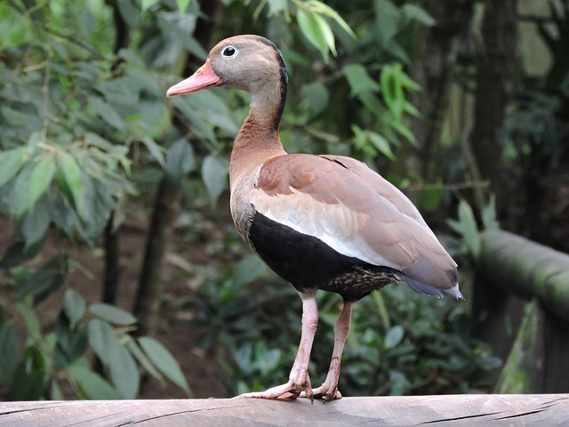 Free Duck Watchman photo and picture