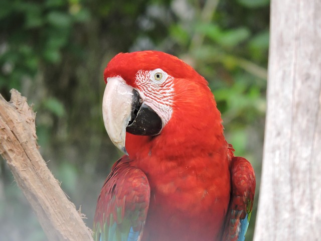 Free Parrot Gucamaya photo and picture