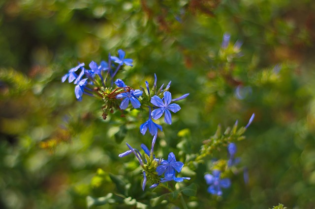 Bokeh, Blumentapete, Blumen, Pflanze