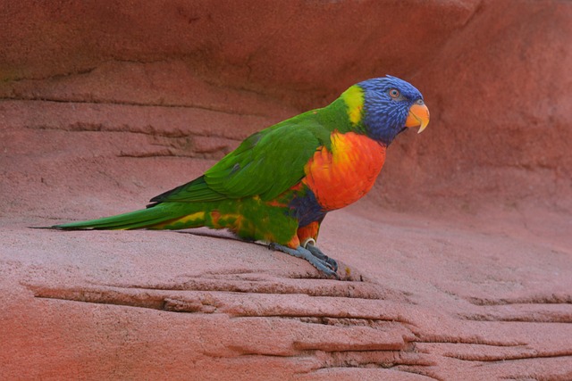 Free Bird Color photo and picture