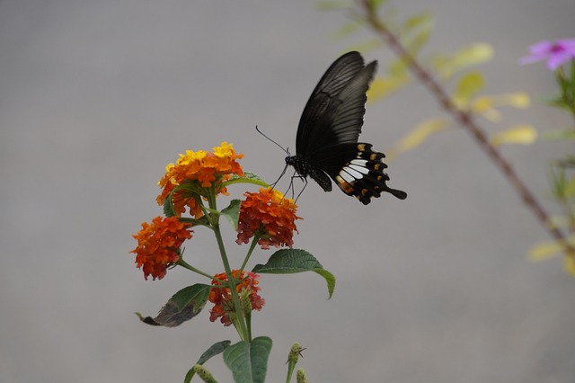 Free Butterfly Nature photo and picture