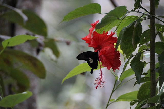 Free Blossom Bloom photo and picture