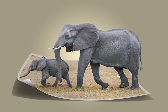 Free elephant africa african bush elephant illustration