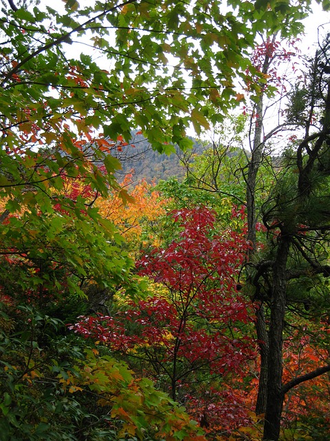 Free Fall Leaves photo and picture