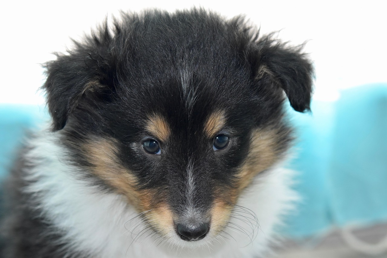 puppy-4064479_1280.jpg