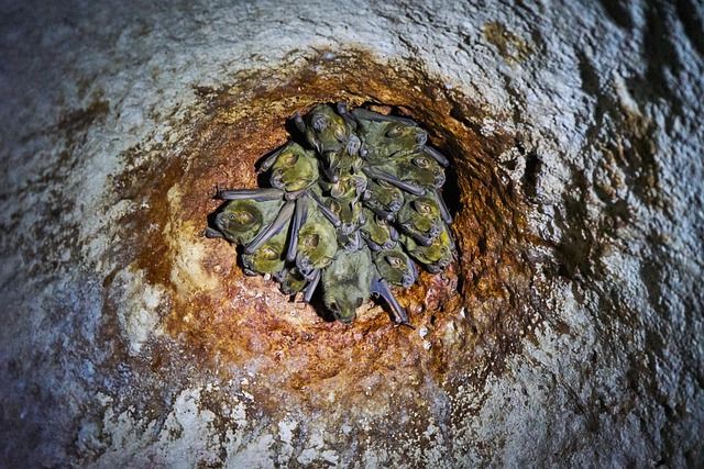 Morcegos, Mamíferos, Animais, Caverna