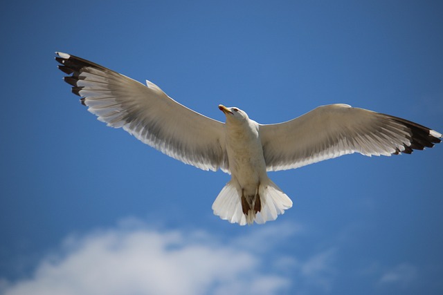 Free Bird Fly photo and picture