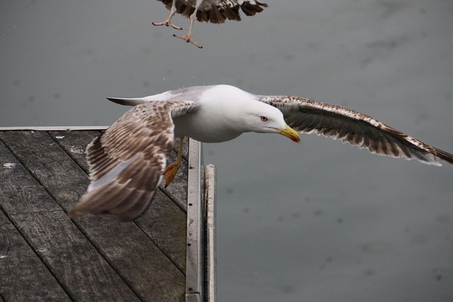 Free Bird Fly photo and picture