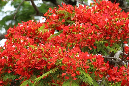 Free Reunion Island Flamboyant photo and picture