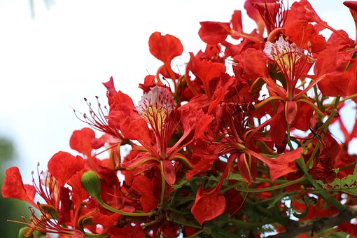 Free Reunion Island Flamboyant photo and picture