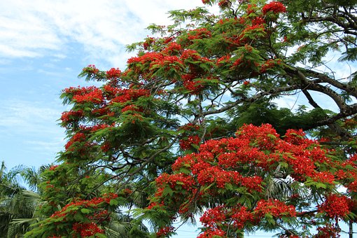 Free Reunion Island Flamboyant photo and picture