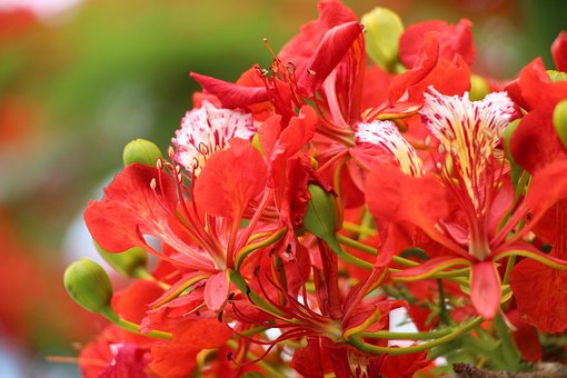 Free Reunion Island Flamboyant photo and picture
