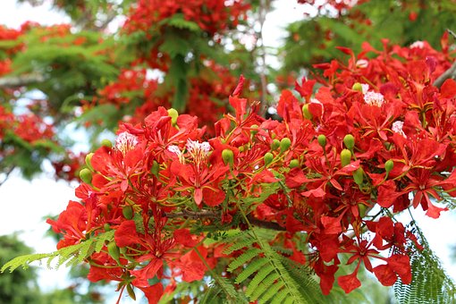Free Reunion Island Flamboyant photo and picture
