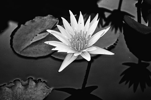 Free Flower Hd Wallpaper photo and picture