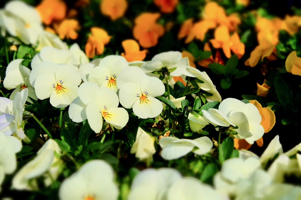 Pansy Spring Flower - Pixabayの無料写真 - Pixabay