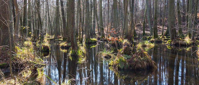 Free Nature Swamp photo and picture