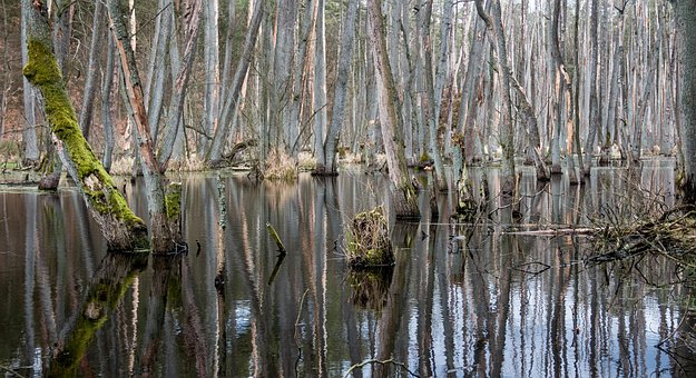Free Nature Swamp photo and picture