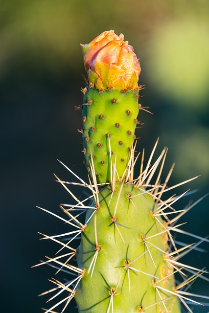 Free Cactus Prickly Pear photo and picture