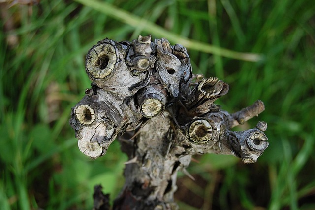 Free Plugged Dead Wood photo and picture