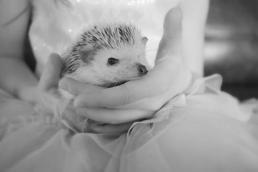 黒ハリネズミ ハリネズミに関する4以上の無料写真