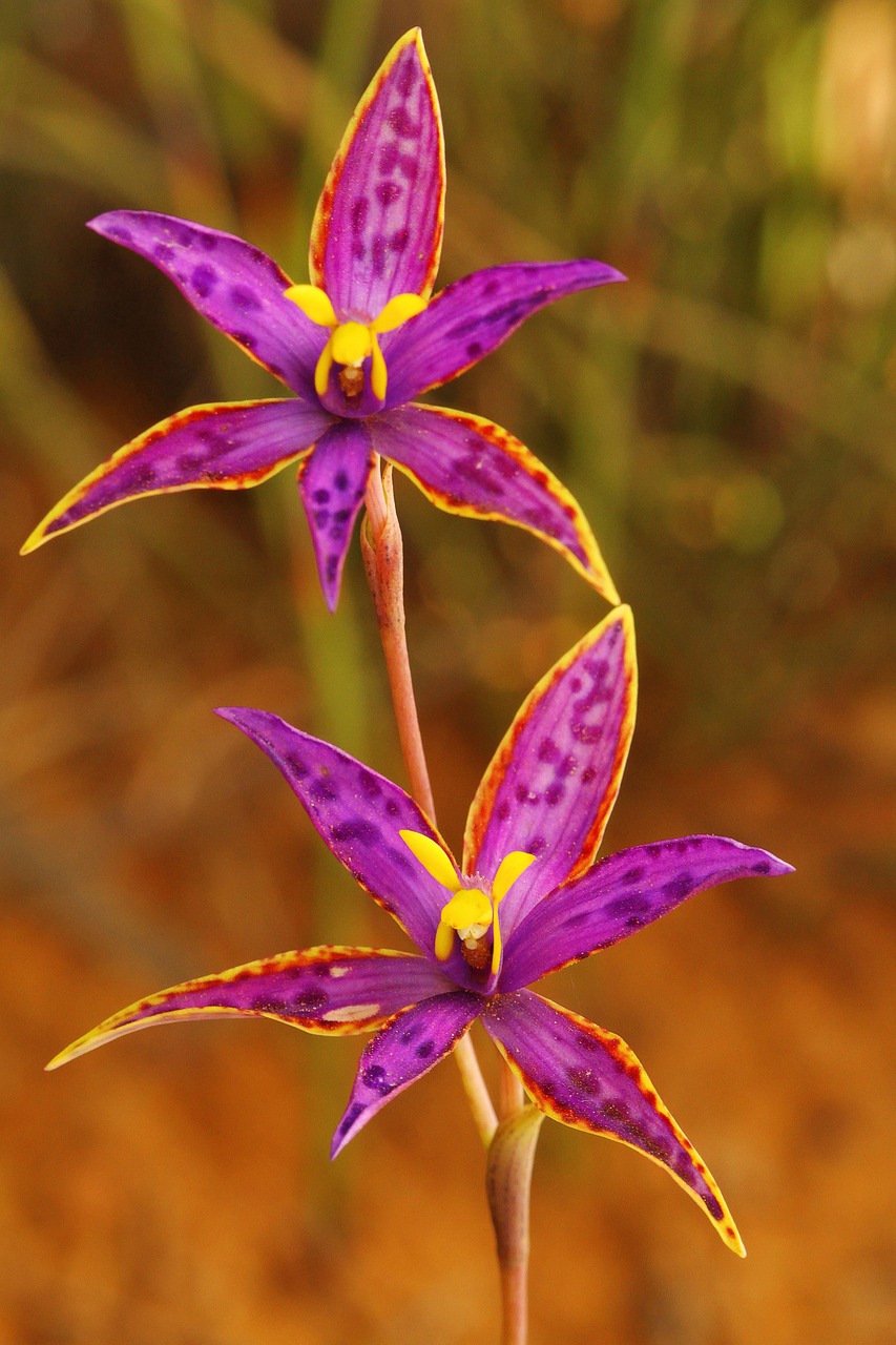 Queen Of Sheba Thelymitra - Free photo on Pixabay