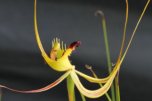 Omzoomd Mantis Spider, Orchidee