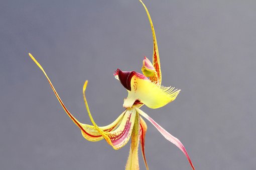 Vlinder Orchidee, Wilde Bloemen