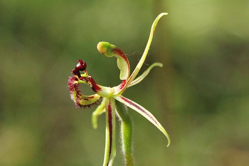 Common Dragon Orchidee, Wilde Bloemen