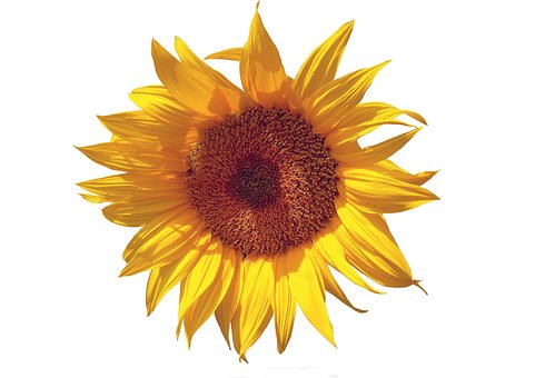 Free Nature Flower photo and picture